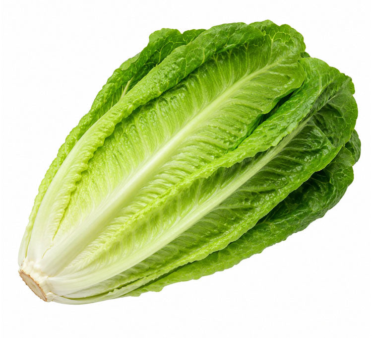 Fresh Jordanian Romaine Lettuce 1pcs