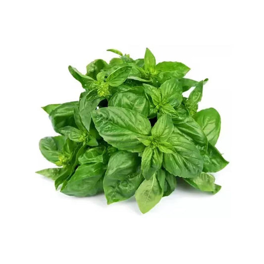 Fresh Basil 1 Bunch