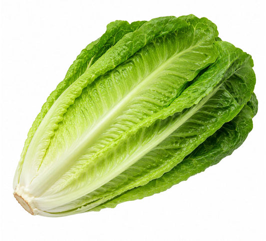 Fresh Jordanian Romaine Lettuce 1pcs