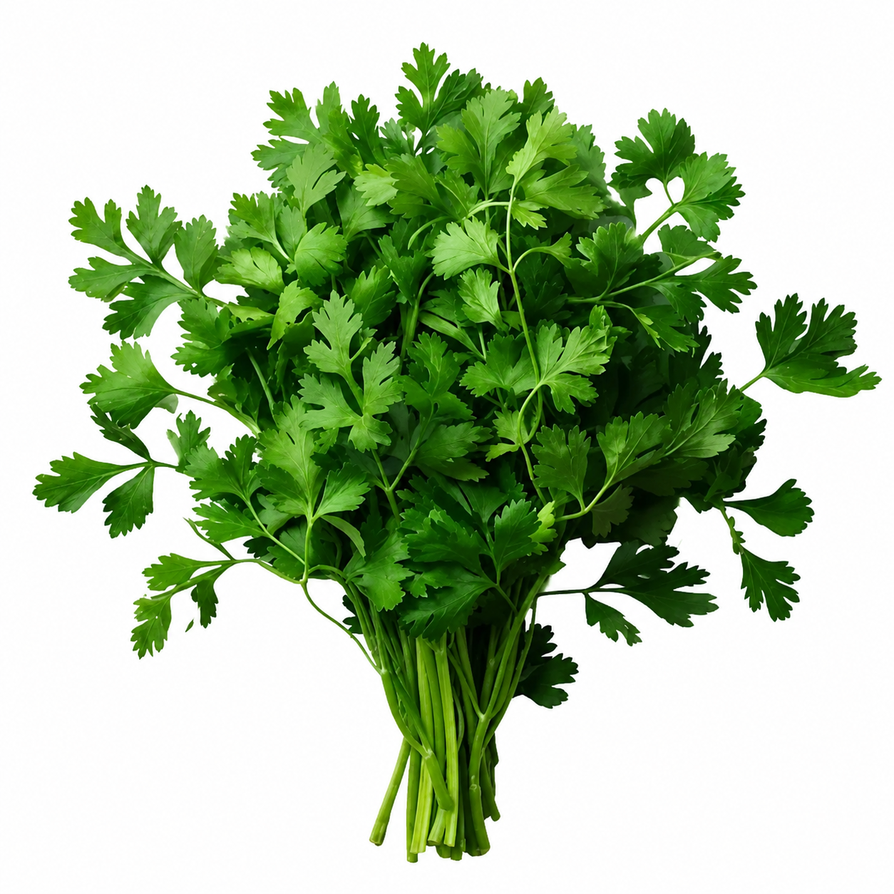 Fresh Kuwaiti Parsley